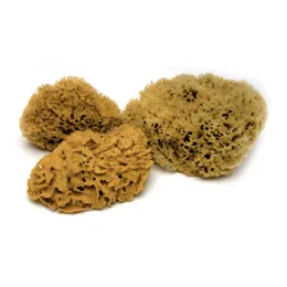 Mittelmeerschwamm 1. Qualität, 18 - 19 cm, Pack à 10 Stück